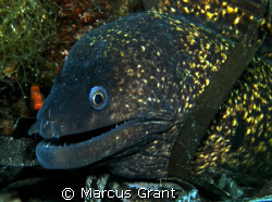 A large morer eel, sitting pretty on the wreck of HMS Mou... by Marcus Grant 